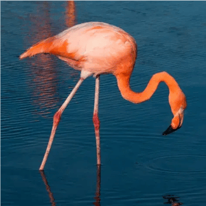 4-Day Northern Expedition | Galapagos Islands aboard Galapagos Legend